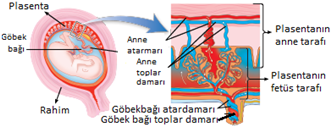 Plasentanın yapısı